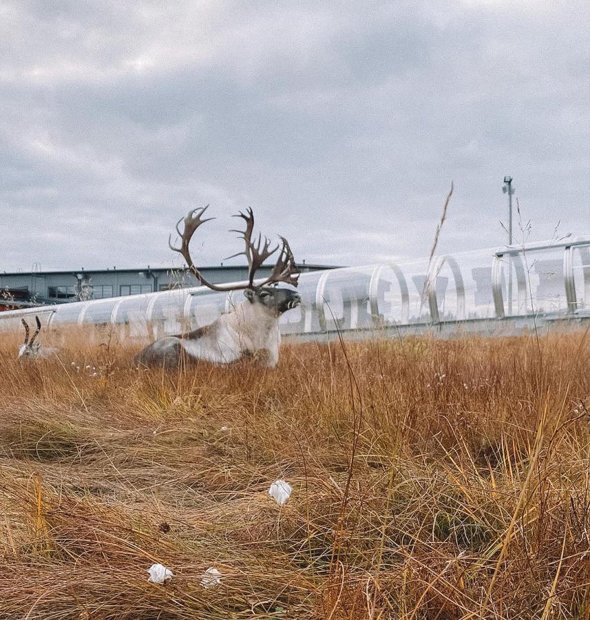 Vila Levi Sensu - Levi Sky Igloos Sirkka Exteriér fotografie